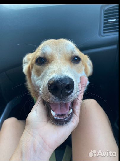 Щенок-подросток ищет любящих хозяев (помесь зсл)