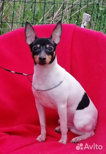 Щенки той фокстерьера