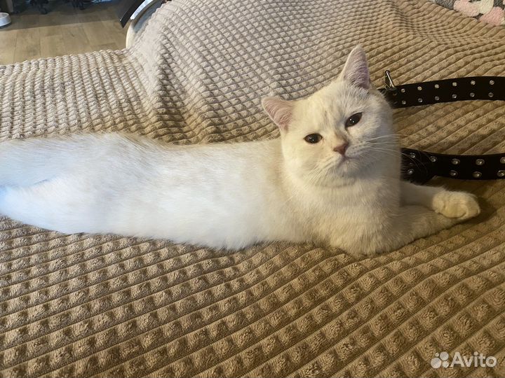 Шотландский кот вязка