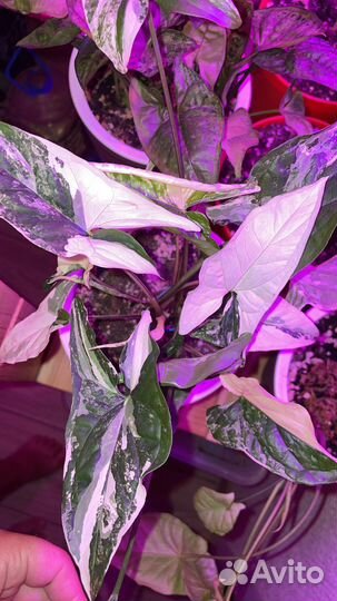 Сингониум Империал Вайт, Тиффани