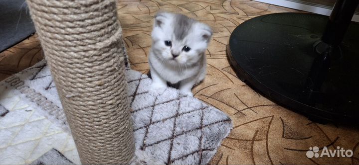 Шотландская золотая шиншилла