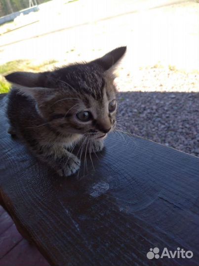Отдам в добрые котята