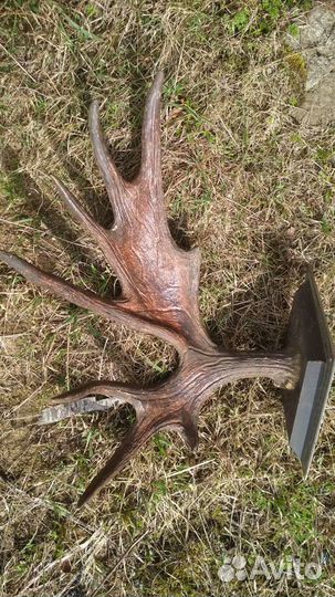 Рог лося