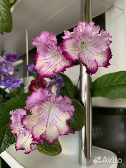 Стрептокарпус фрагменты листа