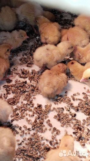 Перепела Белый гигант 170