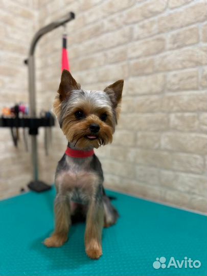 Йоркширский терьер мини беби фейс вязка