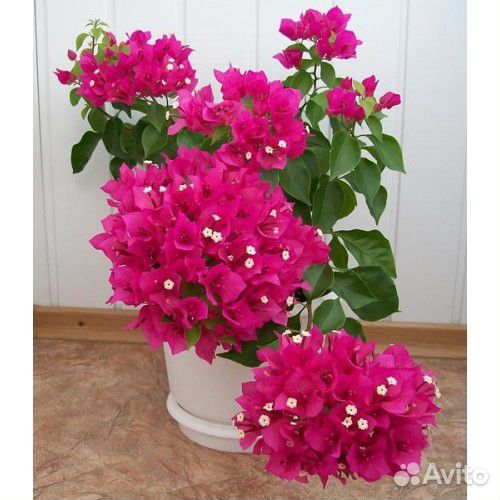 Бугенвиллея (Bougainvillea) Vera Deep Purple