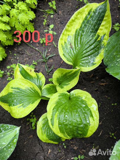 Хосты разные