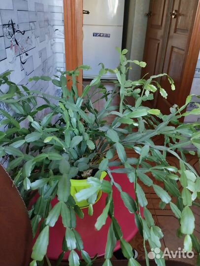 Драцена,рождественник