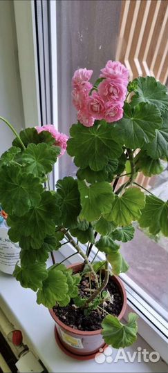 Пеларгония герань