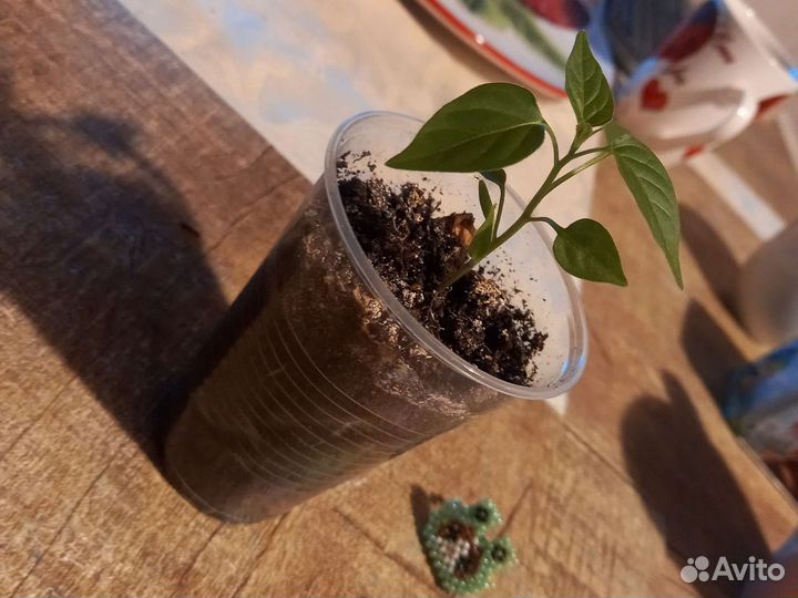 Перец очень острый