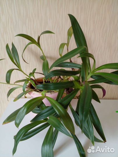 Традесканция рео