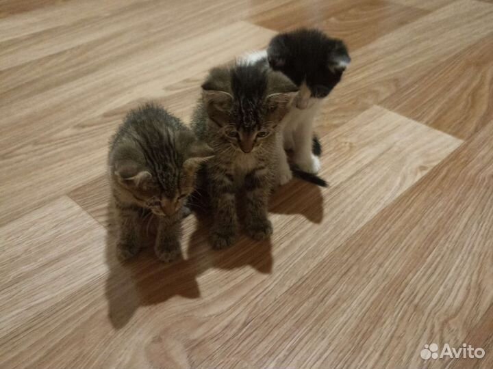 Кошки бесплатно