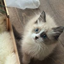 Рэгдолл котёнок