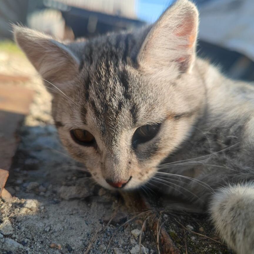 Котейка котёнок котейка котёнок котейка