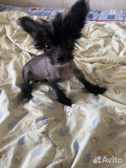 Китайская хохлатая