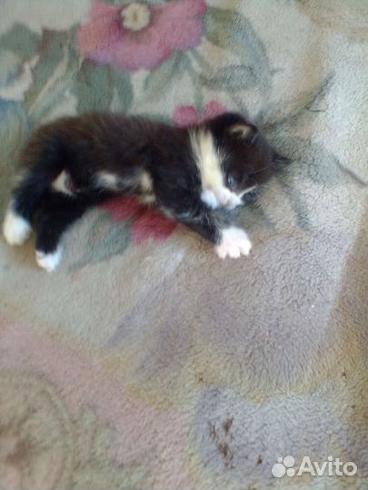 Продаю котят
