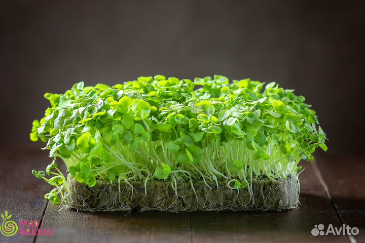 Микрозелень Базилик зеленый