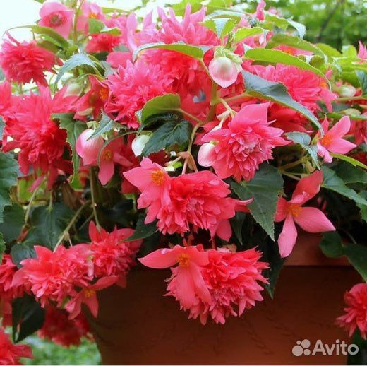 Бегония вечноцветущая махровая, бегония Беликония