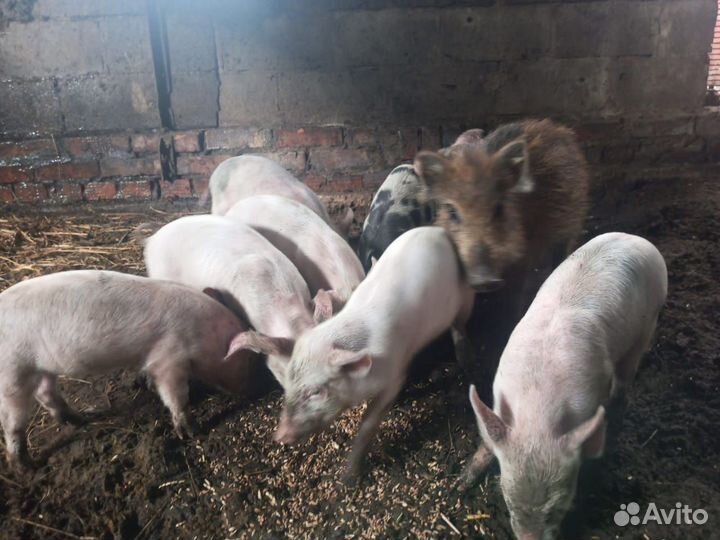 Домашние животные