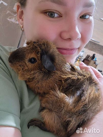 Морская свинка