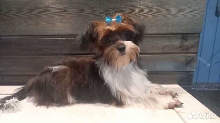 Мини девочка