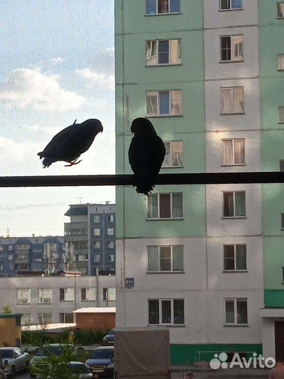 Попугай неразлучники с клеткой