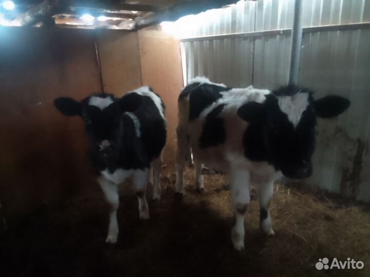 Телята телочки