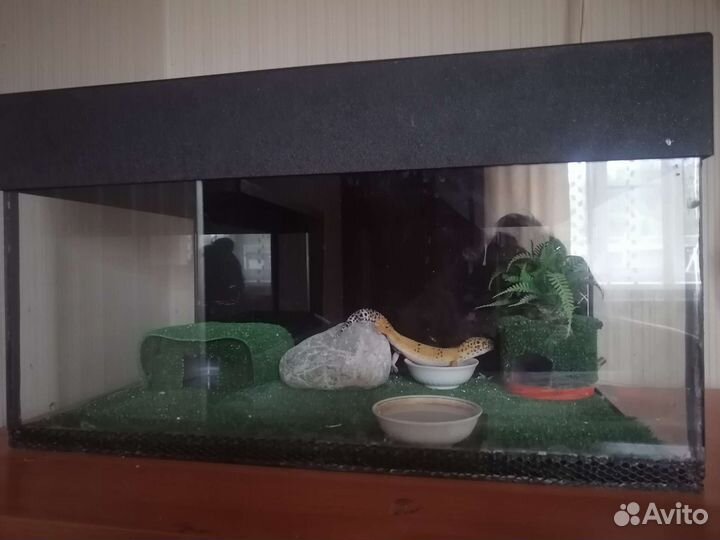 Геккон эублефар