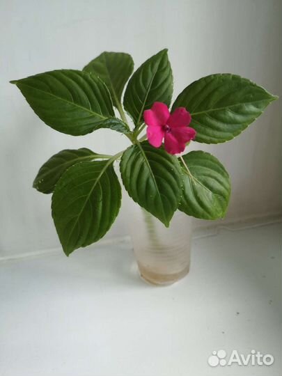 Ванька мокрый, розовый