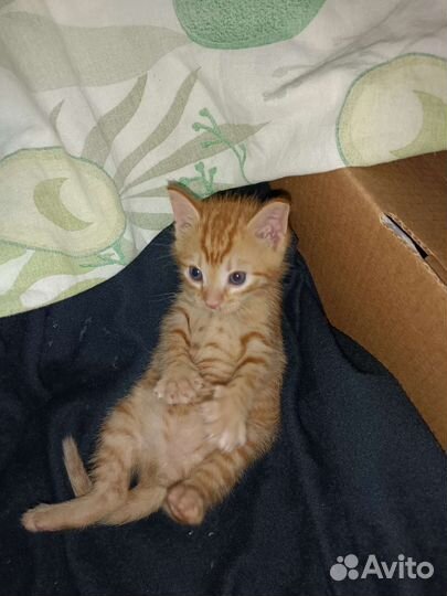 Рыжее счастье в дом