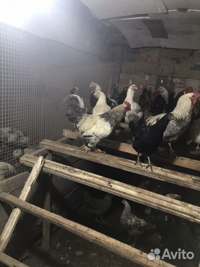 Молодые петухи