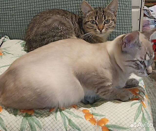 Кот