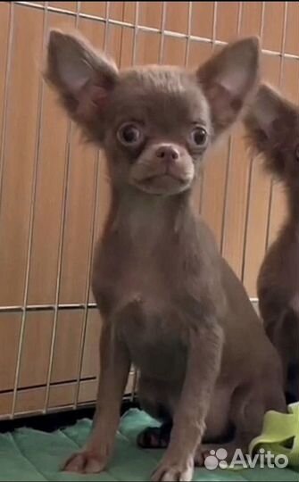 Девочка лиловая