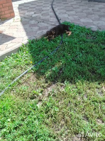 Щенки немецкой овчарки