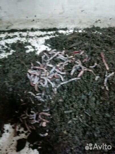 Черви оптом и розницу