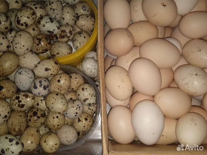 Яйца перепелиные куриные