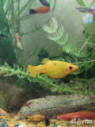 Рыбки гуппи, малинезии, тернеция, улитки Хелена