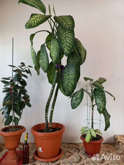 Диффенбахия