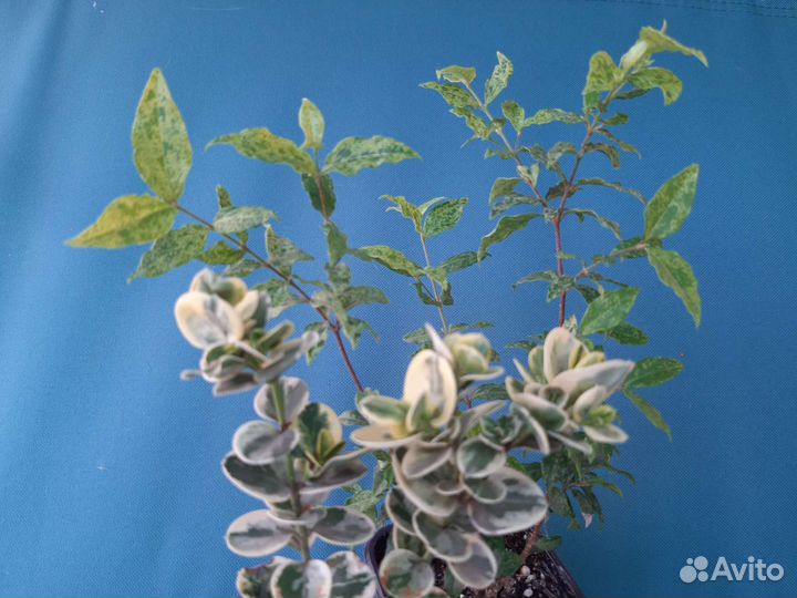 Разные сорта гибискуса