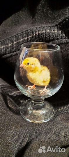 Перепела суточные