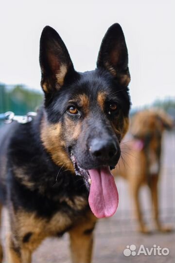 Метис овчарка в дар