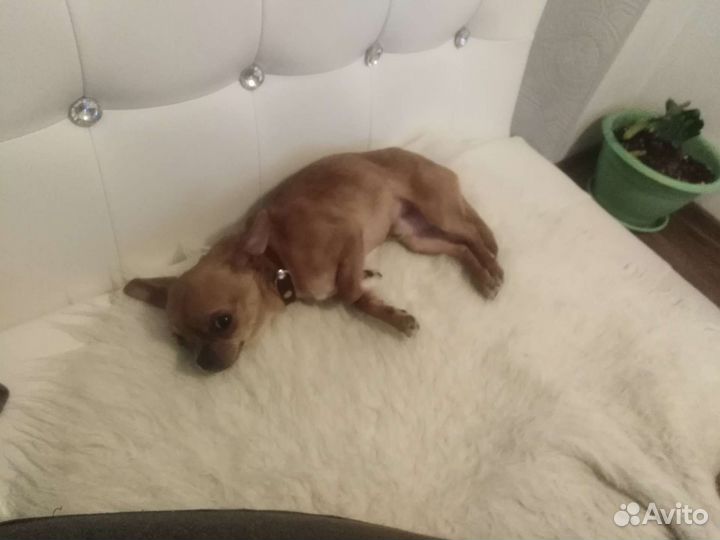 Вязка той терьер микро 1.5