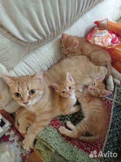 Отдам в добрые руки рыжих котят
