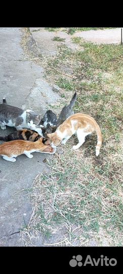 Нужен корм кошкам