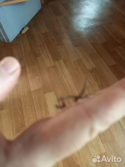 Богомол, палочники редкие виды