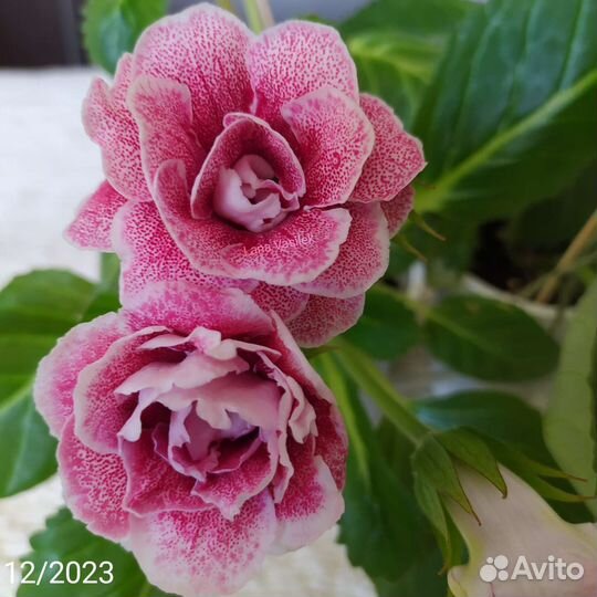 Глоксиния, комнатные цветы