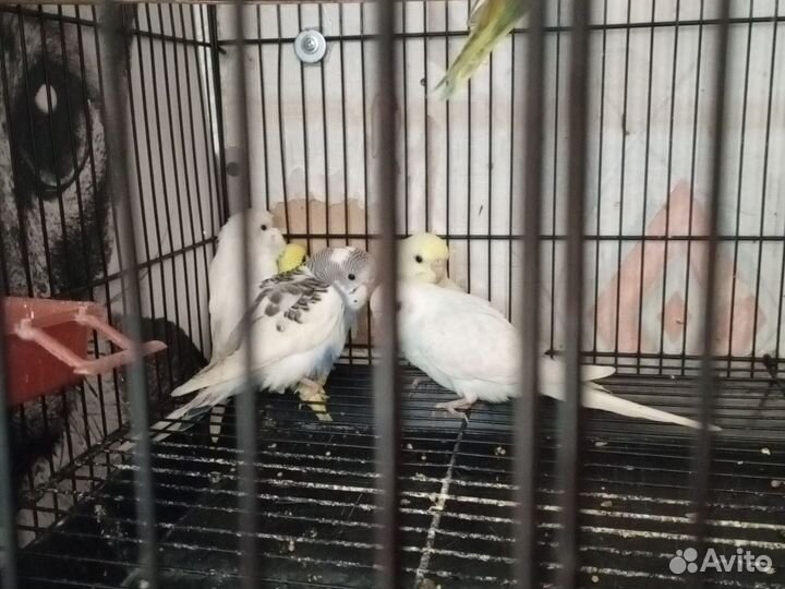 Попугай птенцы