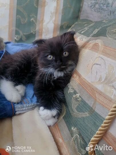 Отдам в добрые руки вислоухого котенка