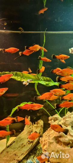 Меченосец.Цена указана 1 за шт